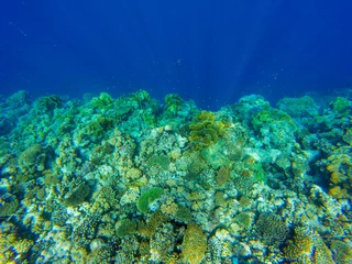 Foto op Aluminium  bright colors and natural forms of the coral reef and its inhabitants in the Red Sea © serhii
