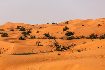 Fototapeta na wymiar Dromedaries in the Great Arabian Desert, Dubai.
