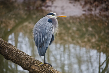 Great blue heron bird perched on a log hunting over a river bed in winter at Riverbend Park in Northern Virginia