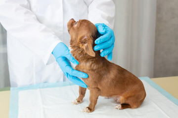 A veterinarian examines a chihuahua puppy with a stethoscope. Selective focus on the dog.