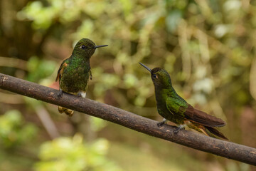 Two hummingbirds watching each other