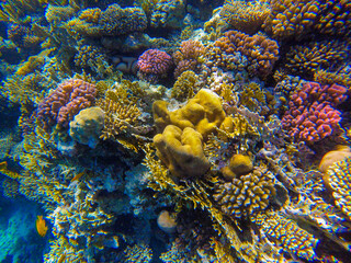 
bright colors and natural forms of the coral reef and its inhabitants in the Red Sea