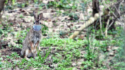 Real Easter bunny with surgical mask, Easter 2021 during COVID-19 pandemic on blurred background for copy text