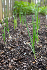 Rows of red, white and yellow onions growing in an organic suburban kitchen garden in springtime