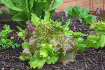 Organic gourmet blend lettuce mix direct sowed from seed growing in a suburban kitchen garden in springtime