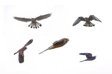 Obraz premium 飛翔するチョウゲンボウの切抜き画像