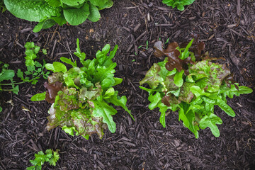 Top view of organic gourmet blend lettuce mix direct sowed from seed growing in a suburban kitchen garden in springtime