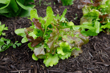 Organic gourmet blend lettuce mix direct sowed from seed growing in a suburban kitchen garden in springtime