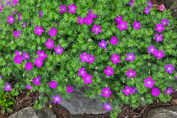 Purple flowers of a hardy perennial cranesbill geraium in full bloom in a rock garden during springtime