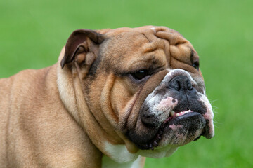 Bulldog