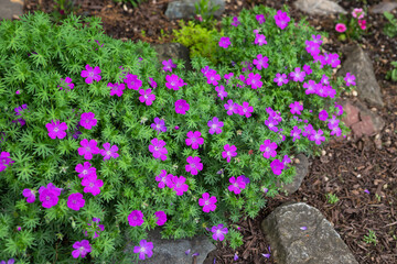 Purple flowers of a hardy perennial cranesbill geraium in full bloom in a rock garden during springtime