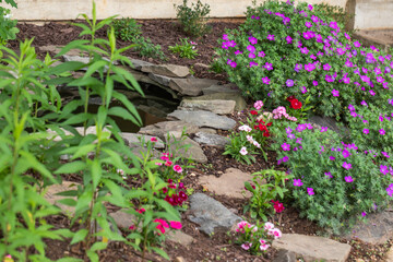 Hardy cranesbill perennial geraniums and annual dianthus flowers in bloom in a pond rock garden in late spring