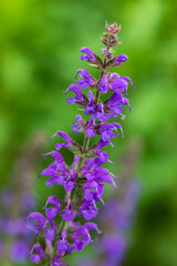 Purple spike flowers of May Night Salvia (salvia  sylvestris), or garden sage, in bloom in a spring garden