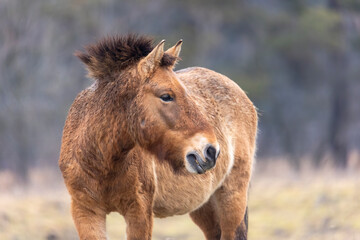 Fototapeta premium A wild horse of the rare horse breed Przewalski horse