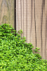 Culinary herb thyme natural border growing on a wooden fence in a suburban kitchen garden