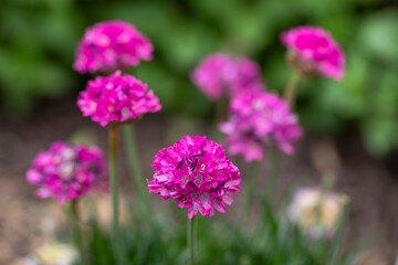 Globular shaped pink Sea Thrift 'armeria maritima' flowers, Dusseldorf Pride variety, in full bloom in the garden in springtime