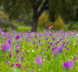 Obraz premium Viboreras y Alcornoque, Parque Natural Sierra de Andújar, Jaen, Andalucía, España