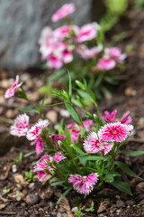 Pink and white dianthus flowers in full bloom in spring in a rock garden