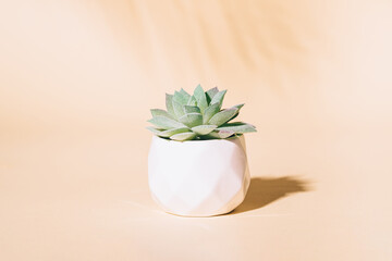 Artificial succulent house plant in pot