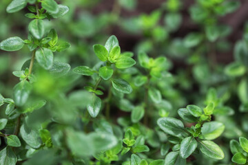 Close up of the culinary herb thyme growing in a suburban kitchen garden