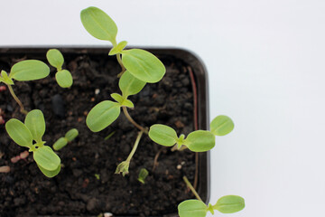 Tithonia sprouts in a container on a white background. Seedlings of Mexican Sunflower in spring. Young plant growing in soil.