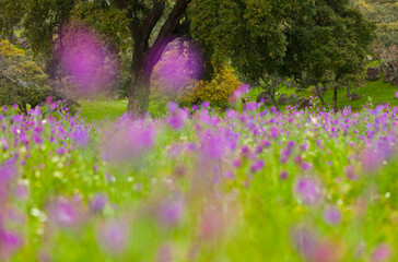 Viboreras y Alcornoque, Parque Natural Sierra de Andújar, Jaen, Andalucía, España