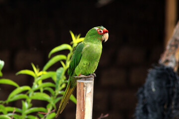Parrot on top of the trunk in Peru next to andean houses.