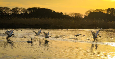 Tundra swans on Sugaonuma Swamp in Bando, Ibaraki, Japan. January 25, 2021.