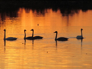 swans on the lake at sunset