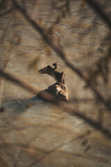 water birds
