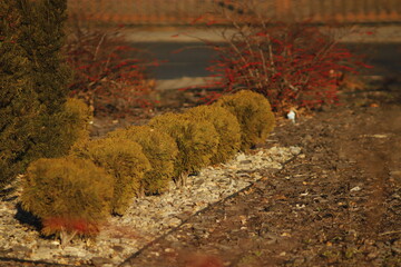 krzewy  w  parku  w  oczekiwaniu  na  wiosne