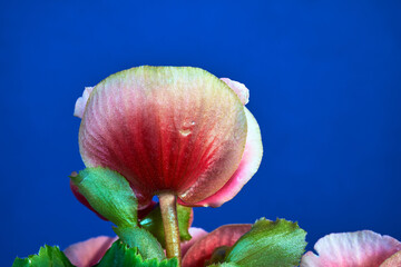 detail of red begonia flowers against blue background