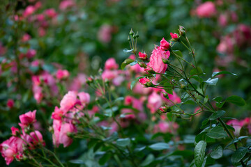 Pink rose flowers on green and pink background