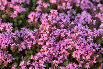 Obraz premium Breckland thyme, Breckland wild thyme, wild thyme, creeping thyme, elfin thyme, Thymus serpyllum
