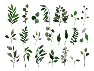 Collection of greenery leaves branch twig flora plants. Floral watercolor wedding objects, botanical foliage. Vector elegant herbal spring illustration for invitation card