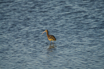 GLossy Ibis