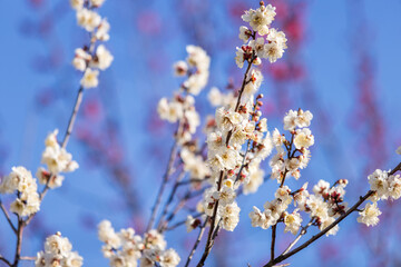 隅田川沿いに咲く満開の梅の花