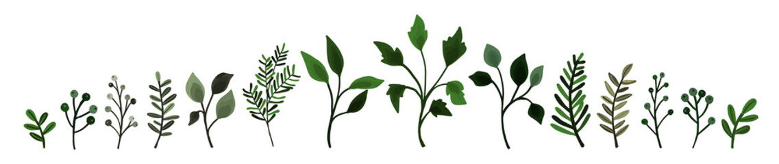 Collection of greenery leaves branch twig flora plants. Floral watercolor wedding objects, botanical foliage. Vector elegant herbal spring illustration for invitation card
