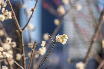 隅田川沿いに咲く満開の梅の花