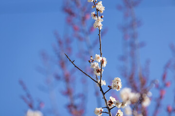 隅田川沿いに咲く満開の梅の花