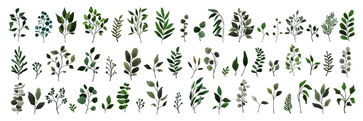 Deurstickers Collection of greenery leaves branch twig flora plants. Floral watercolor wedding objects, botanical foliage. Vector elegant herbal spring illustration for invitation card © madiwaso