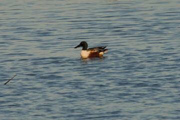Northern Shoveler