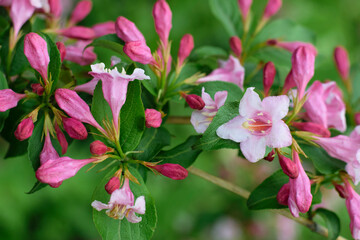 Blooming tree. bush with pink delicate flowers. Spring flowers, natural spring floral background. branch with green leaves and pink flowers close-up, selective focus