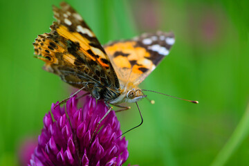 butterfly on a flower. beautiful lady butterfly Vanessa cardui, red clover, close-up. orange-black and white butterfly on a pink clover flower on a green background. macro nature