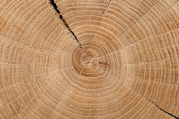 Round cut down tree with annual rings, Old  Wood texture abstract background