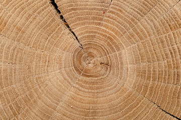 Naklejka premium Round cut down tree with annual rings, Old Wood texture abstract background