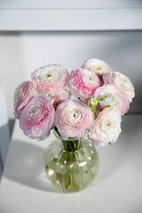 pink persian buttercup isolated on pale gray.