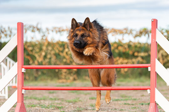 German shepherd sale jumping high
