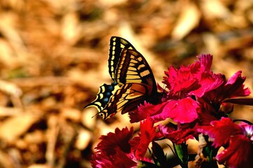 butterfly on a flower