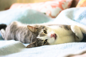 The fluffy, striped cat with pink nose licks mouth with a tongue. A relaxed cat lies on the sofa on its back, the blue bedspread background.